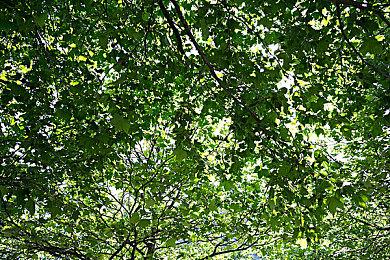 《怪物猎人：荒野》操虫棍介绍 明年正式发售