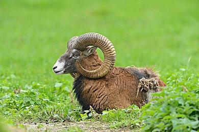 收录4部作品的《弹丸论破》实体版优惠套组即将登陆NS